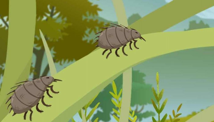 跳蚤咬的疙瘩怎么止痒