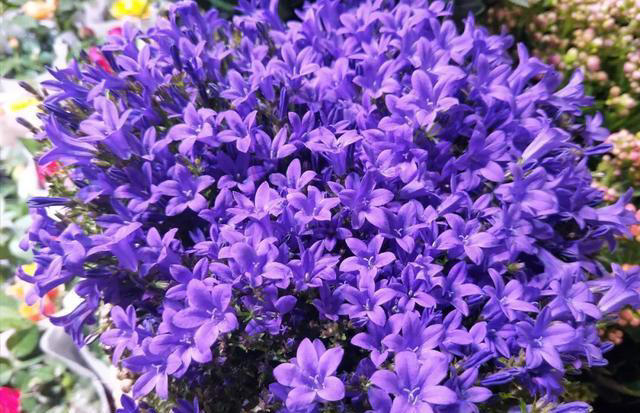 家庭养花，掌握5大“秘籍”，花卉漂亮又健康