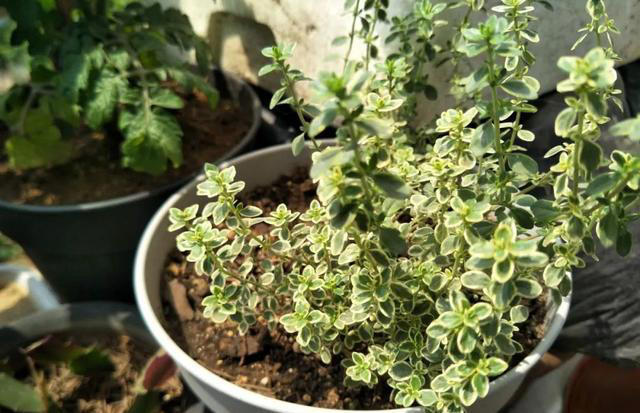 家庭养花，掌握5大“秘籍”，花卉漂亮又健康