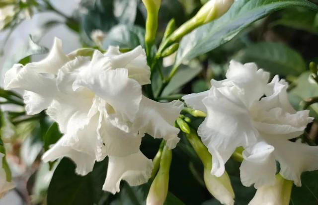 家庭养花，掌握5大“秘籍”，花卉漂亮又健康