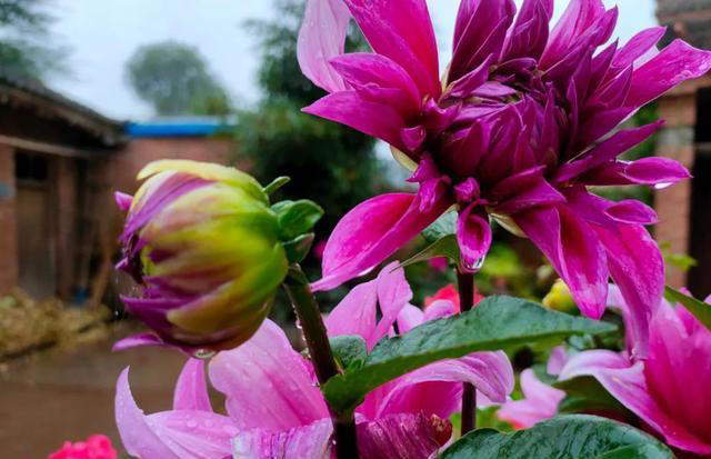 家庭养花，掌握5大“秘籍”，花卉漂亮又健康