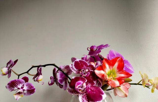 家庭养花，掌握5大“秘籍”，花卉漂亮又健康