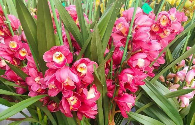 家庭养花，掌握5大“秘籍”，花卉漂亮又健康