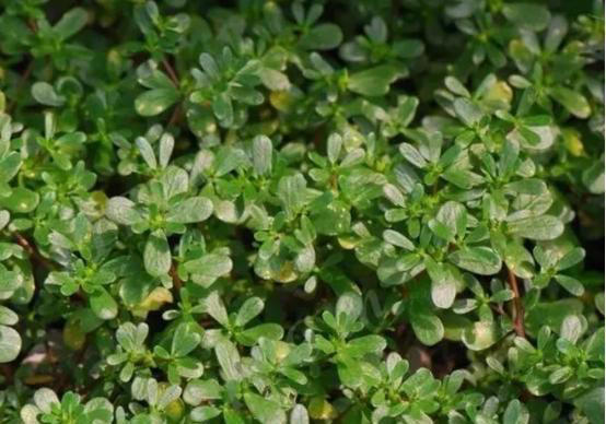 医生提醒：春天，这七种野菜尽量不要碰，不少人还将其当作宝！