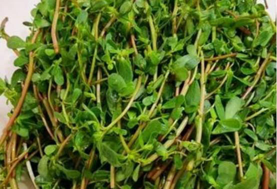 医生提醒：春天，这七种野菜尽量不要碰，不少人还将其当作宝！