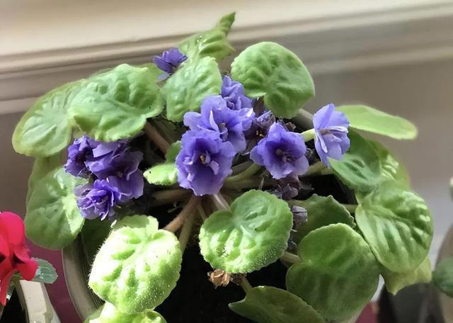 老中医最爱的8种花，好看“健康养人”，抓紧养起来吧