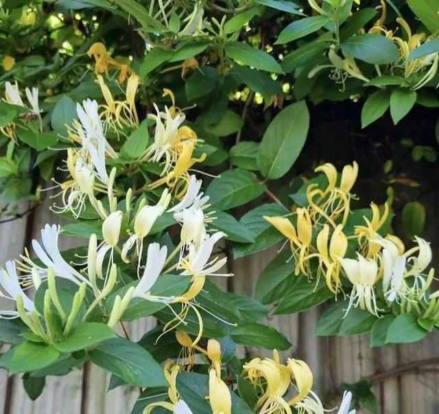 老中医最爱的8种花，好看“健康养人”，抓紧养起来吧