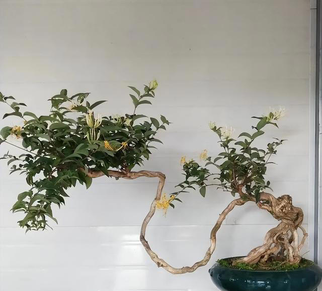 老中医最爱的8种花，好看“健康养人”，抓紧养起来吧