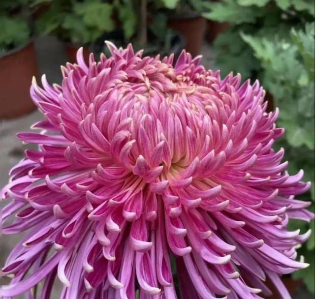 老中医最爱的8种花，好看“健康养人”，抓紧养起来吧