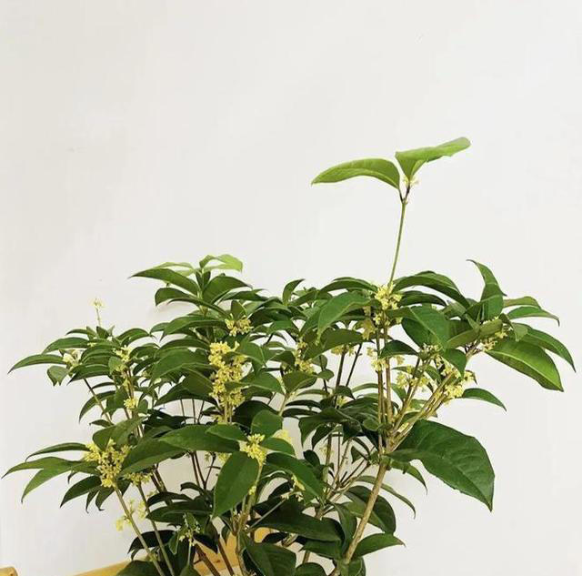 老中医最爱的8种花，好看“健康养人”，抓紧养起来吧