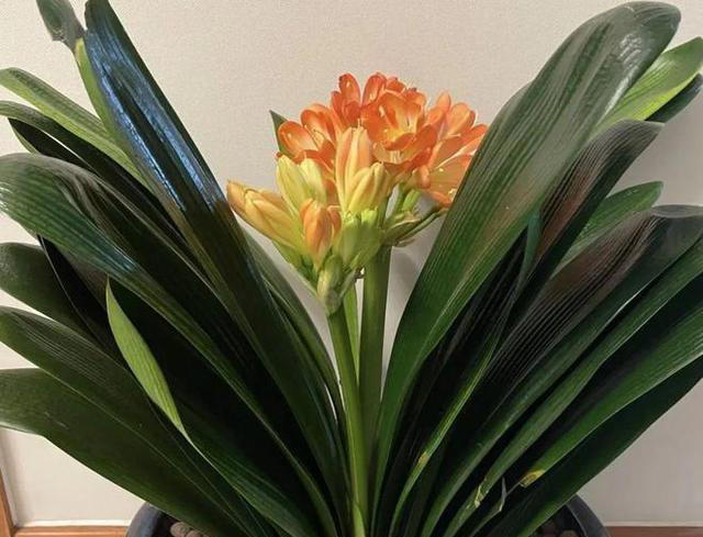 老中医最爱的8种花，好看“健康养人”，抓紧养起来吧