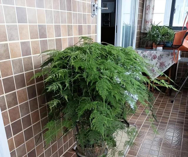 老中医最爱的8种花，好看“健康养人”，抓紧养起来吧