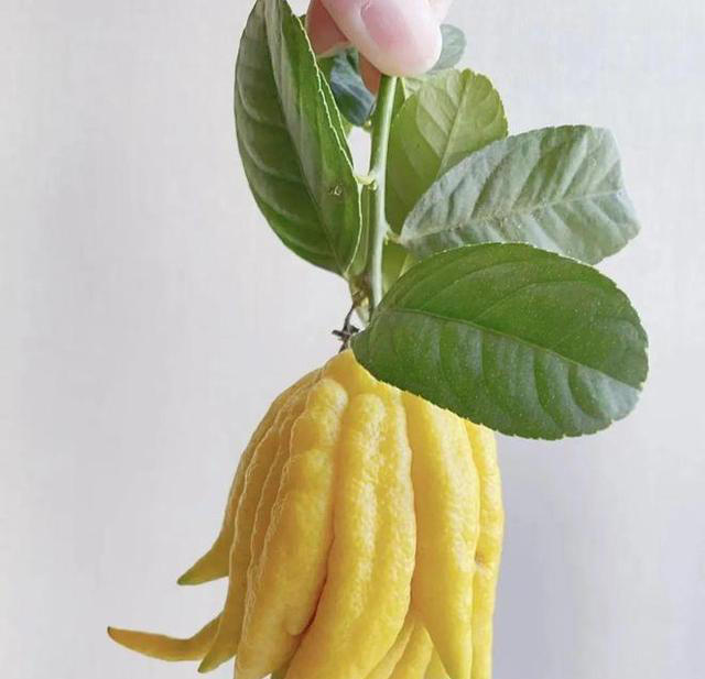 老中医最爱的8种花，好看“健康养人”，抓紧养起来吧