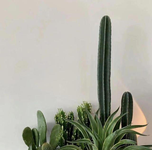 老中医最爱的8种花，好看“健康养人”，抓紧养起来吧