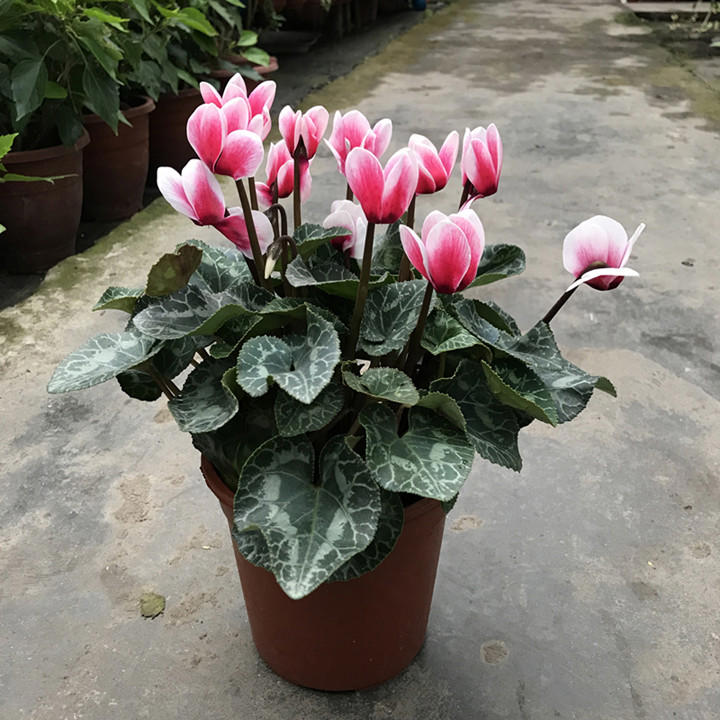 有院子必养这几种花，漂亮吉利，越养越顺心