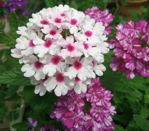 有院子必养这几种花，漂亮吉利，越养越顺心