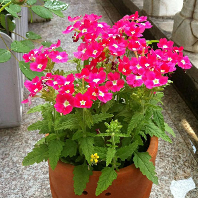 有院子必养这几种花，漂亮吉利，越养越顺心