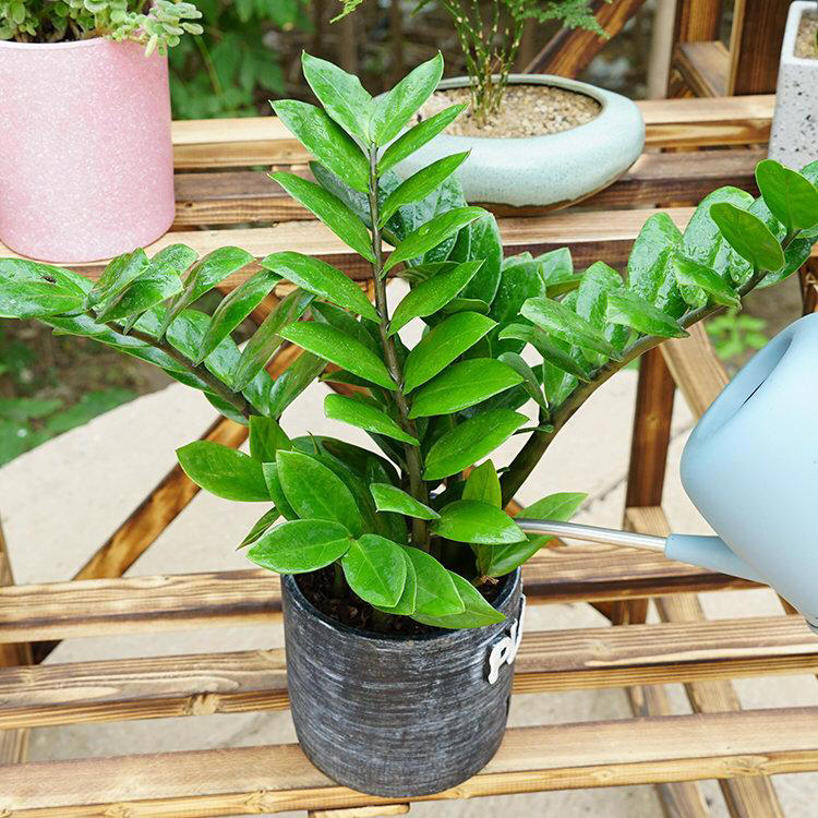 有院子必养这几种花，漂亮吉利，越养越顺心