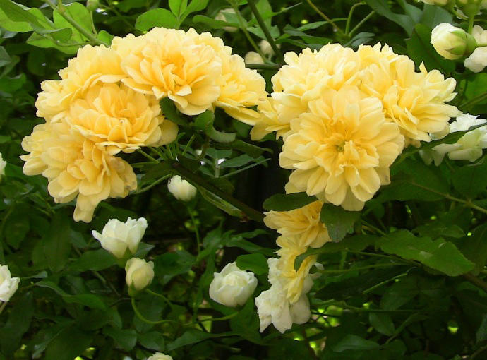 有院子必养这几种花，漂亮吉利，越养越顺心