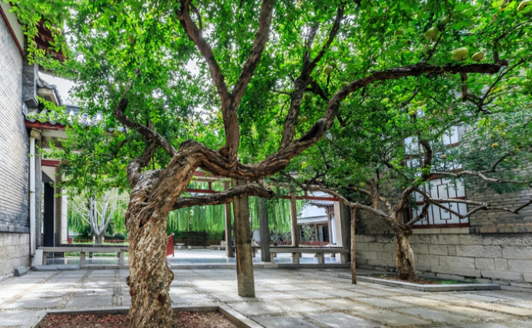 适合庭院种植的四大名贵树，美观寓意好还价值高！