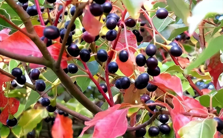 适合庭院种植的四大名贵树，美观寓意好还价值高！