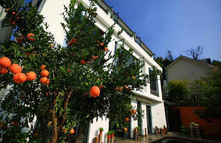 适合庭院种植的四大名贵树，美观寓意好还价值高！