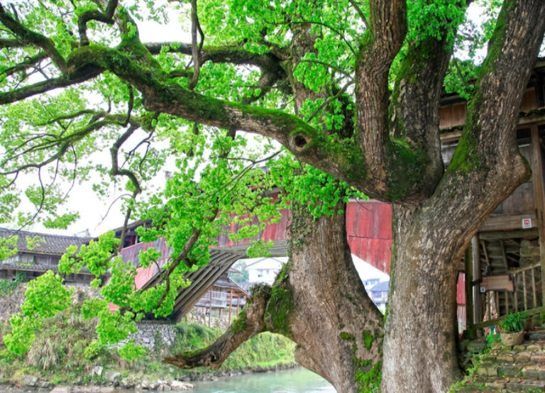 适合庭院种植的四大名贵树，美观寓意好还价值高！
