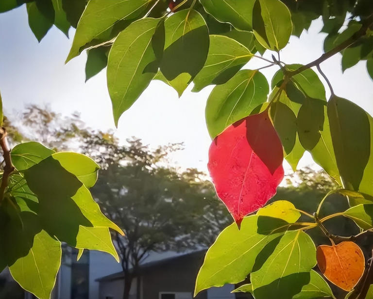适合庭院种植的四大名贵树，美观寓意好还价值高！