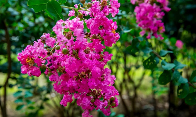 适合庭院种植的四大名贵树，美观寓意好还价值高！