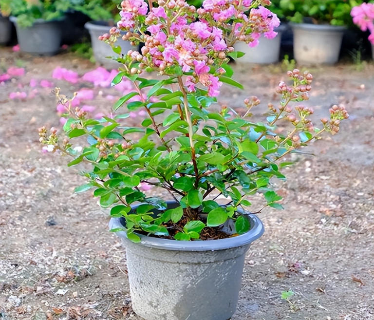 适合庭院种植的四大名贵树，美观寓意好还价值高！