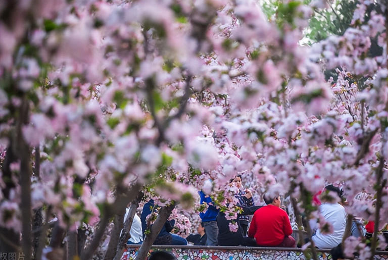 适合庭院种植的四大名贵树，美观寓意好还价值高！