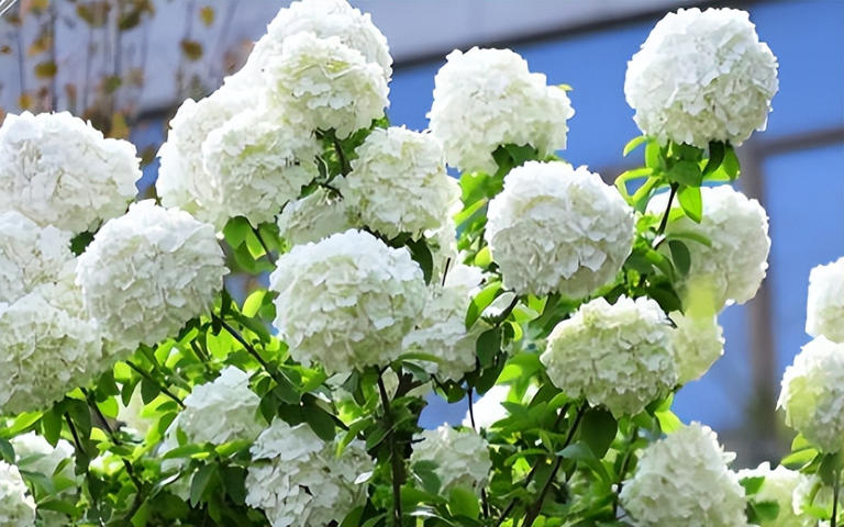 适合庭院种植的四大名贵树，美观寓意好还价值高！