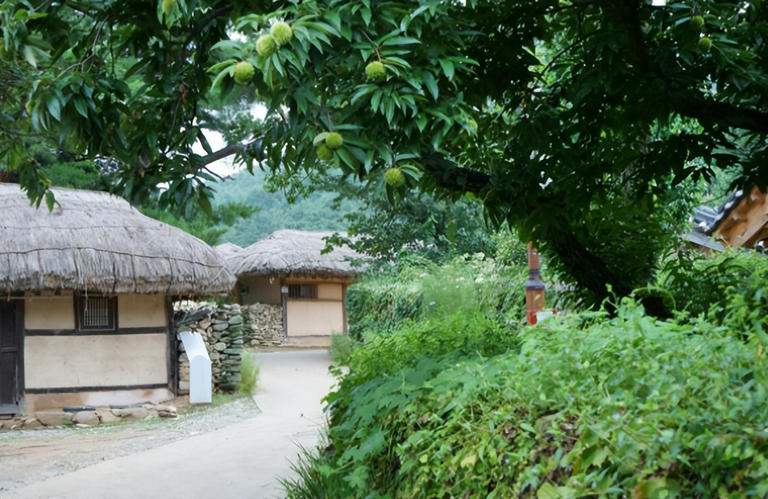 适合庭院种植的四大名贵树，美观寓意好还价值高！
