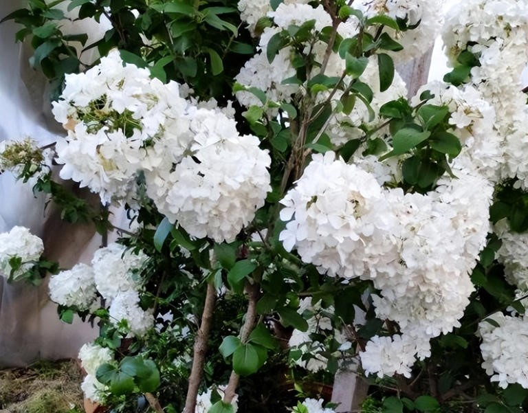 适合庭院种植的四大名贵树，美观寓意好还价值高！