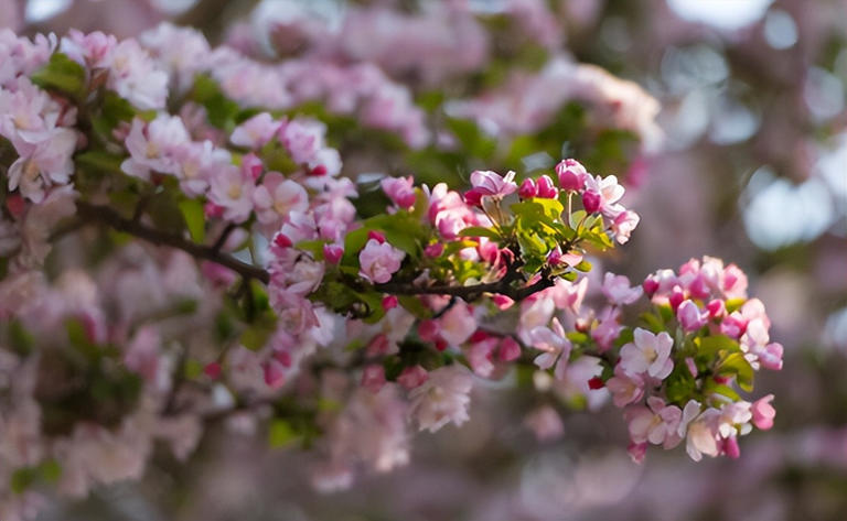 适合庭院种植的四大名贵树，美观寓意好还价值高！