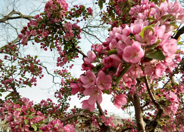 适合庭院种植的四大名贵树，美观寓意好还价值高！