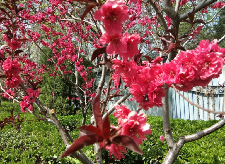 适合庭院种植的四大名贵树，美观寓意好还价值高！