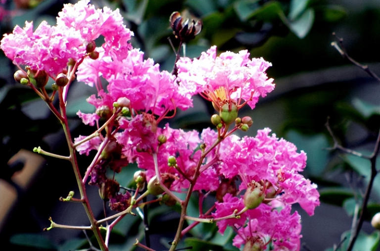 适合庭院种植的四大名贵树，美观寓意好还价值高！