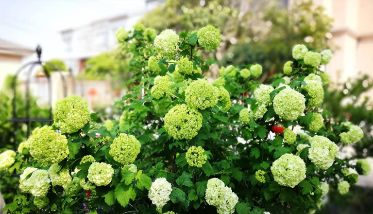 适合庭院种植的四大名贵树，美观寓意好还价值高！