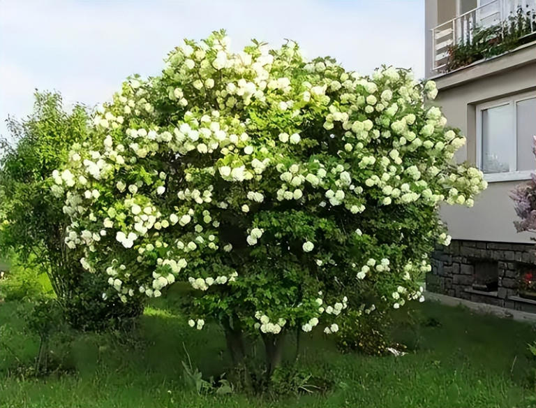 适合庭院种植的四大名贵树，美观寓意好还价值高！