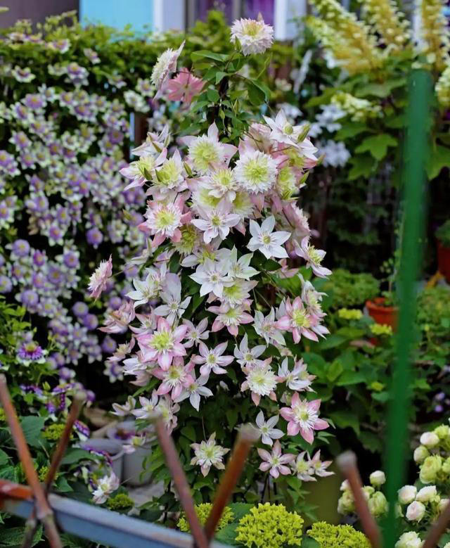 “富养”4种花，用大盆长得旺，寿命还很长，养成老桩更值钱