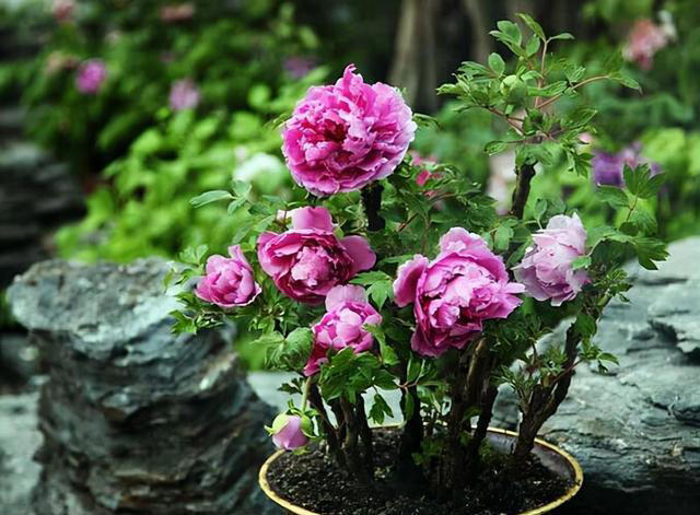 “富养”4种花，用大盆长得旺，寿命还很长，养成老桩更值钱
