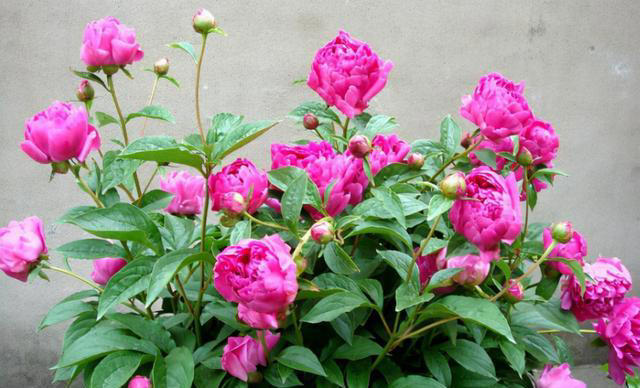 “富养”4种花，用大盆长得旺，寿命还很长，养成老桩更值钱