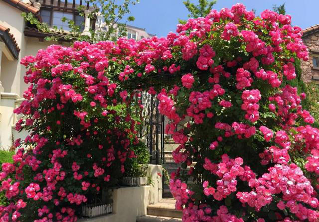 “富养”4种花，用大盆长得旺，寿命还很长，养成老桩更值钱