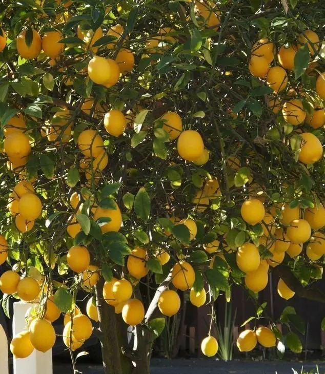 4种树“自带体香”，家有小院养一棵，很好闻