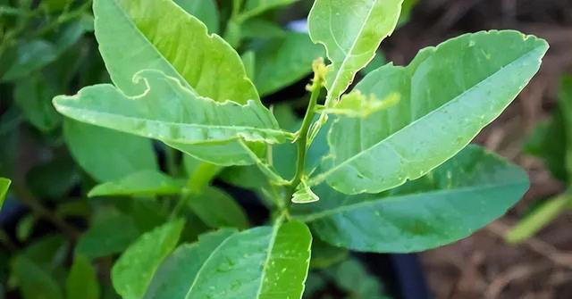 4种树“自带体香”，家有小院养一棵，很好闻