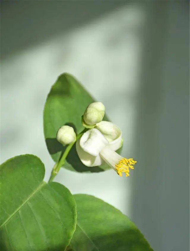 4种树“自带体香”，家有小院养一棵，很好闻