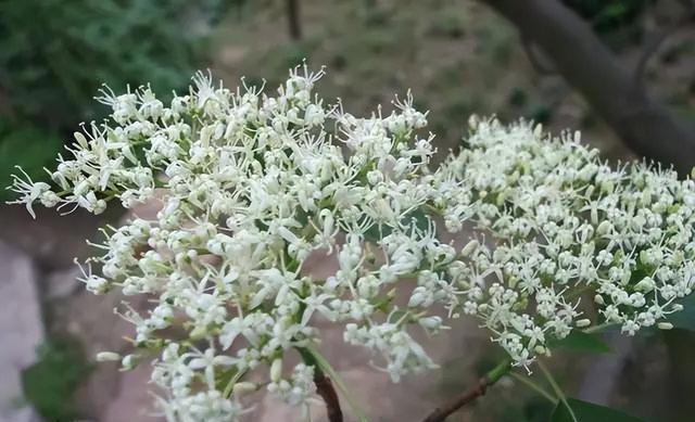 4种树“自带体香”，家有小院养一棵，很好闻