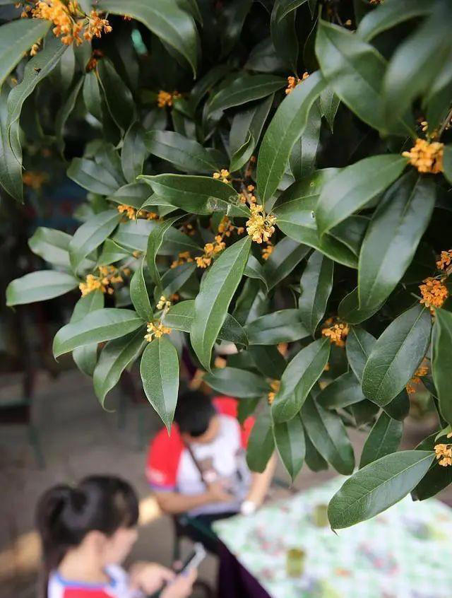 4种树“自带体香”，家有小院养一棵，很好闻