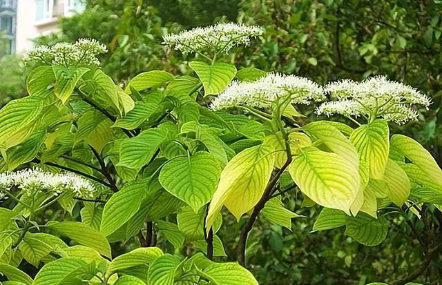 4种树“自带体香”，家有小院养一棵，很好闻